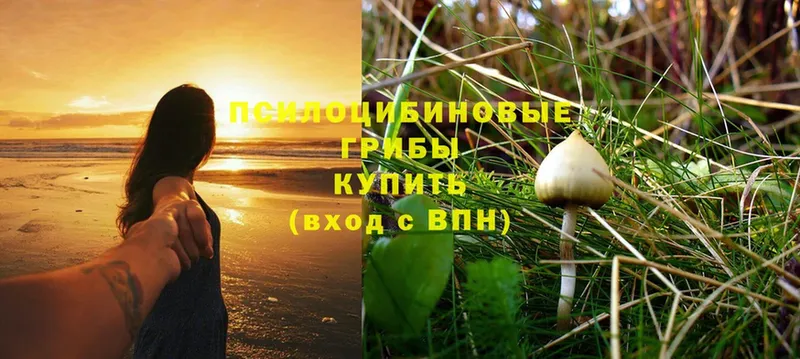 что такое   Азов  Галлюциногенные грибы Psilocybe 